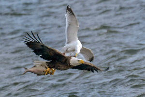 Fish fight: action-packed eagle pic wins March photo contest