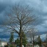 Illinois Quick Hits: Storms leave nearly 300K households without power