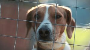 Lawmaker says pet custody law could burden courts, undermine marriage